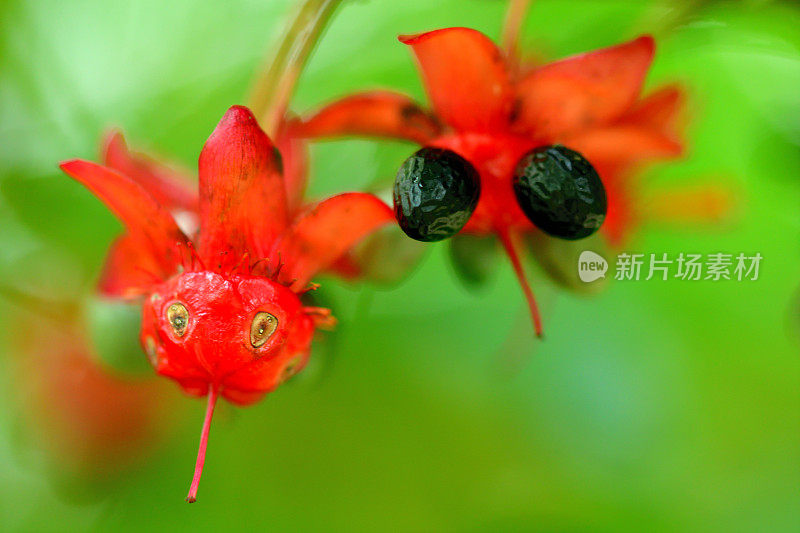 美丽植物的花/毛莨属